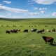 Livestock Management