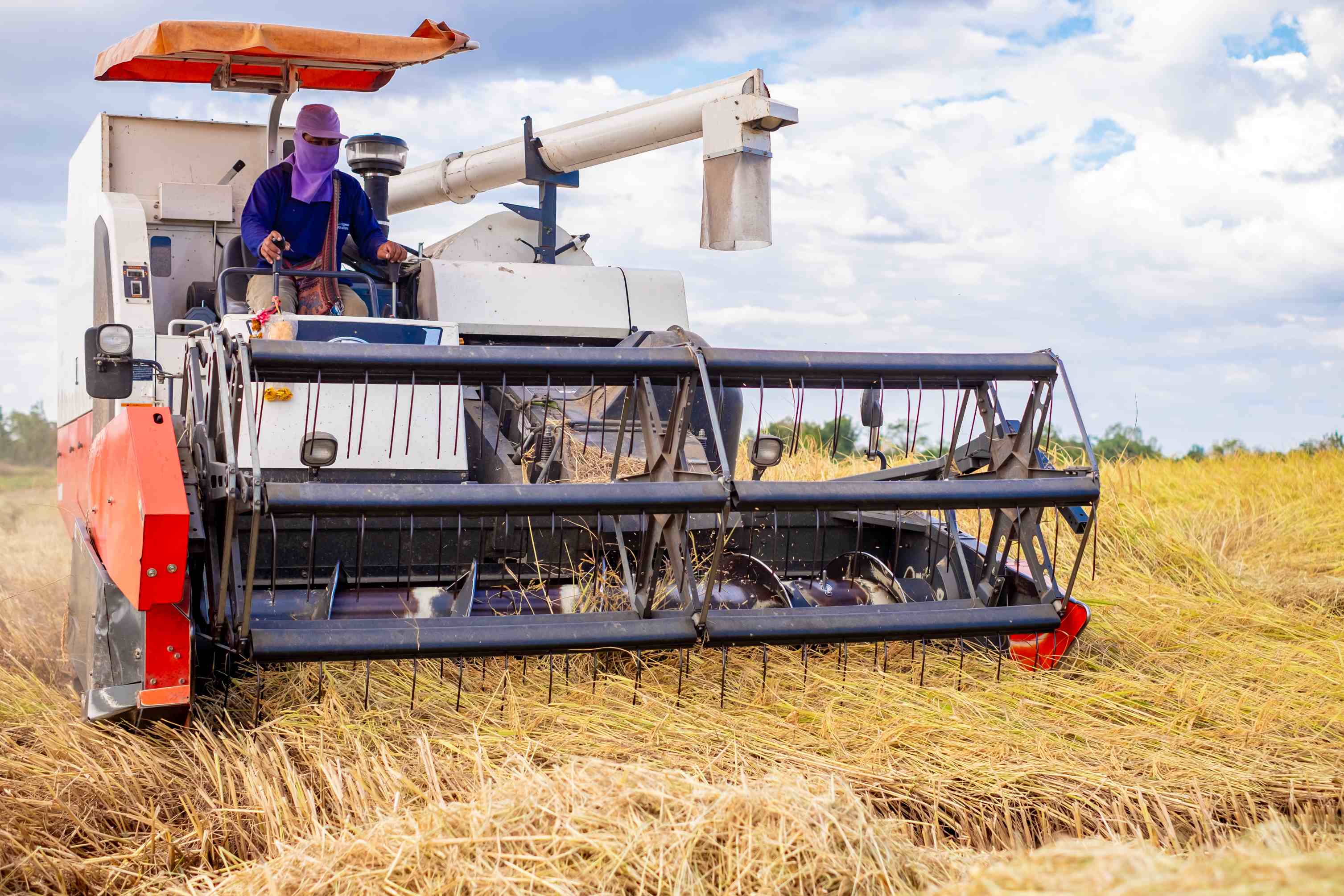 rice-harvest-workers-are-driving-combine-harvester-harvest-rice-from-farmers-fields-agriculture-field (1)