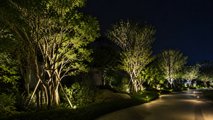 3500K–4000K Lighting an Outdoor Tree