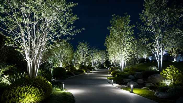 6000K-Lighting-an-Outdoor-Tree
