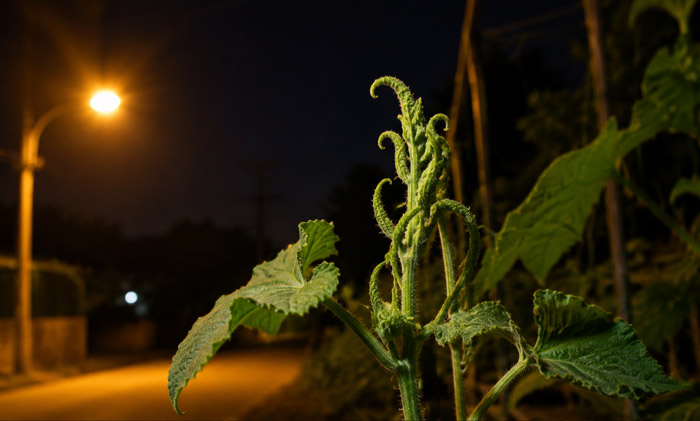 Altered plant growth patterns