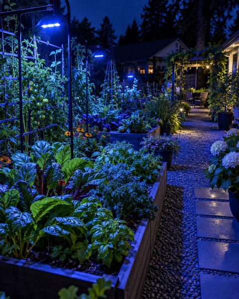 Blue Light