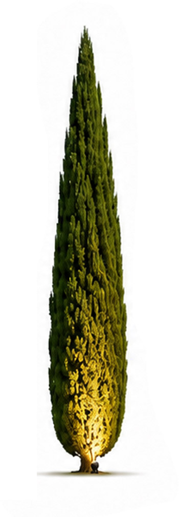 Lighting an Outdoor Narrow or Columnar Trees