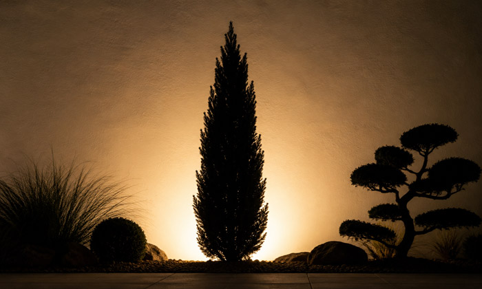 Silhouetting an evergreen tree
