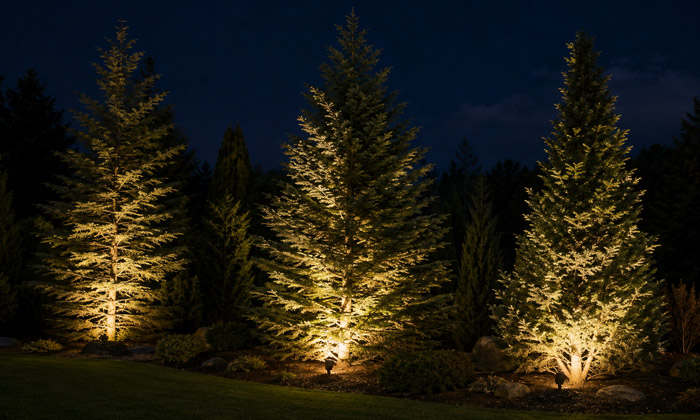 Uplighting an evergreen tree