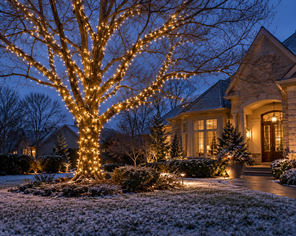 Warm white holiday lights wrapped around garden trees