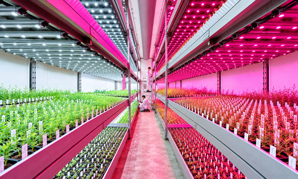 What Does PAR Mean in LED Grow Lighting