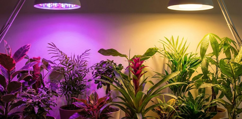 What-Is-the-Difference-Between-Grow-Lights-and-Regular-Lights