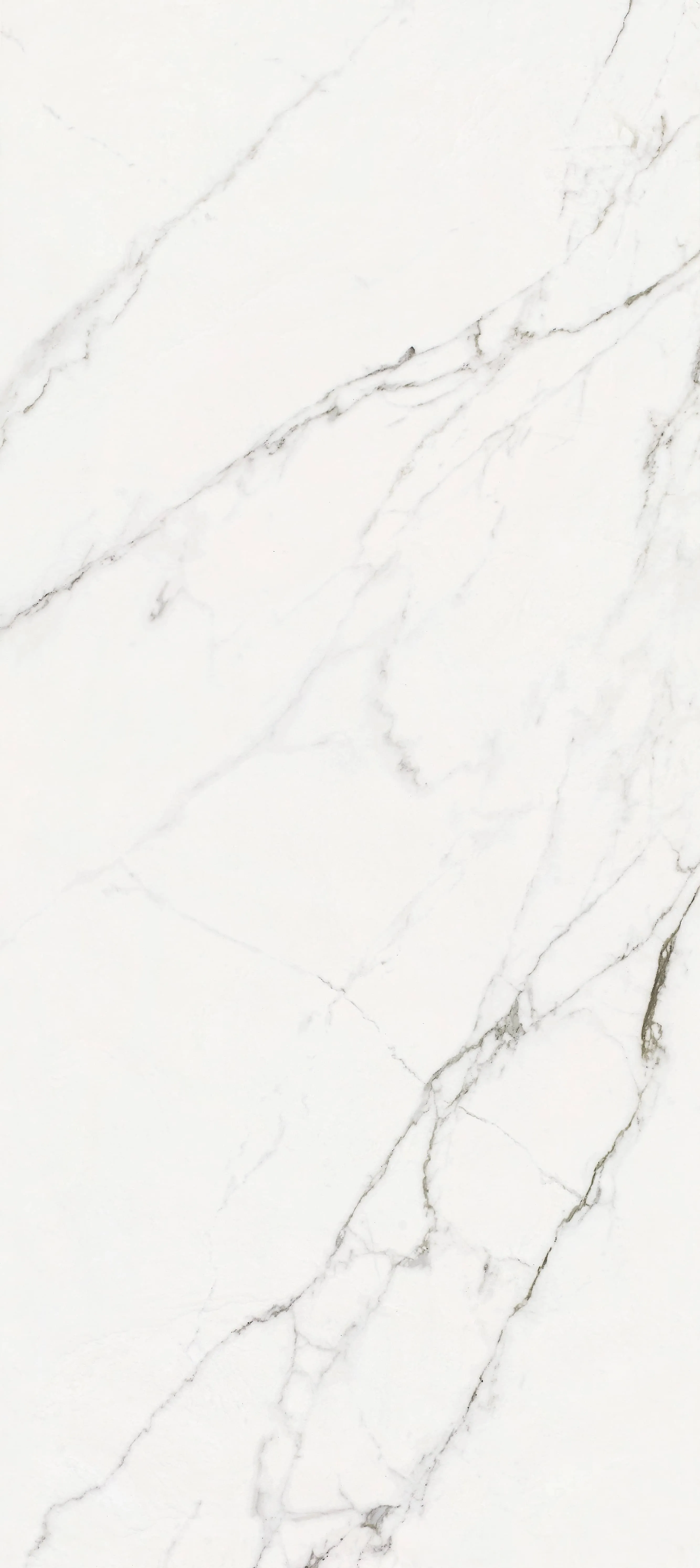 EASTERN WHITE - SGVB12279P72