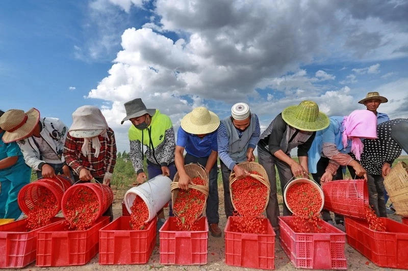 Chinese herbs goji