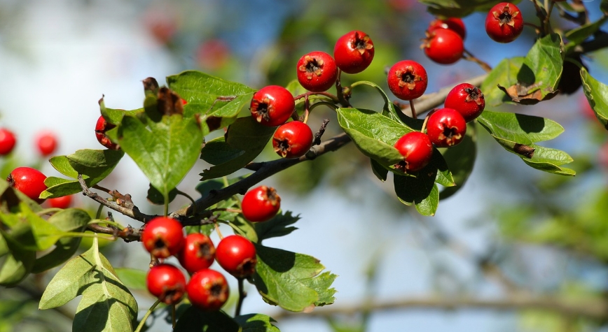 Hawthorn in Chinese Herbal Drinks