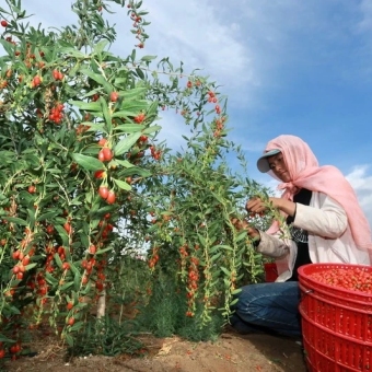 How Are Chinese Herbs Grown and Harvested?