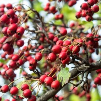 The Digestive Benefits of Hawthorn in Traditional Herbal Remedies