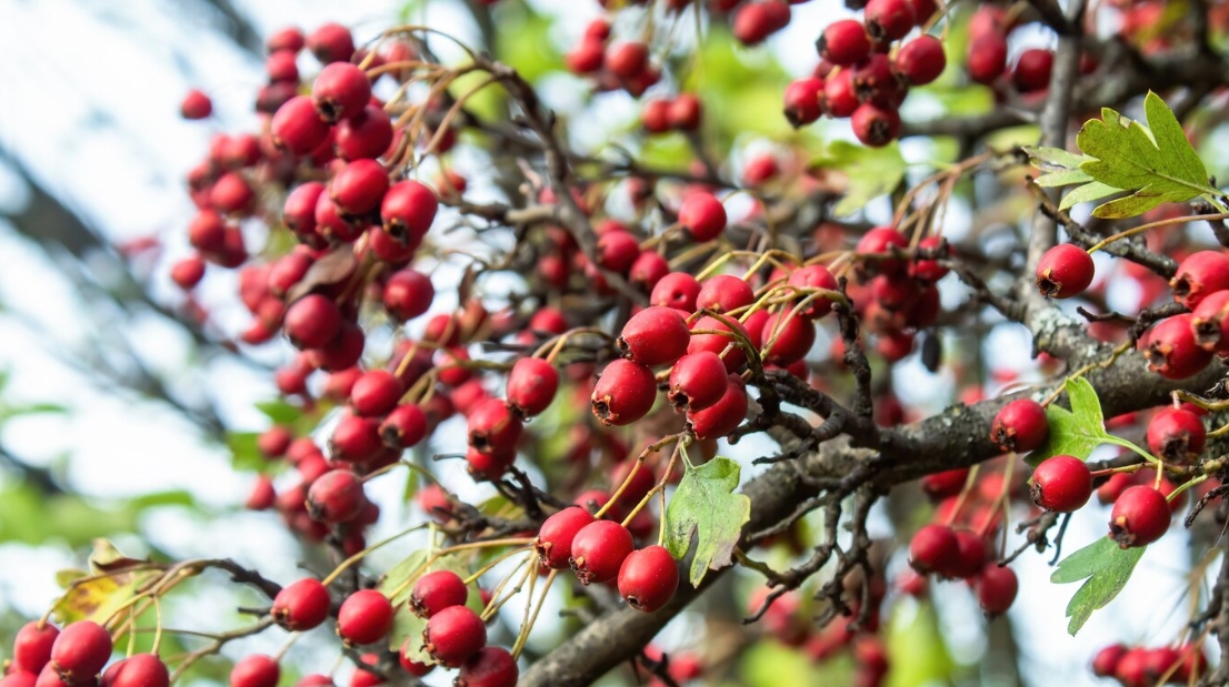 hawthorn 