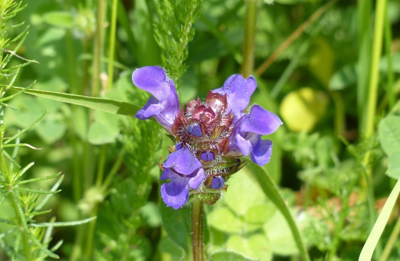 Self-heal & Prunella vulgaris