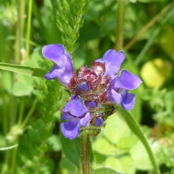 Prunella Vulgaris Extract in Cosmetic & Skincare Formulations
