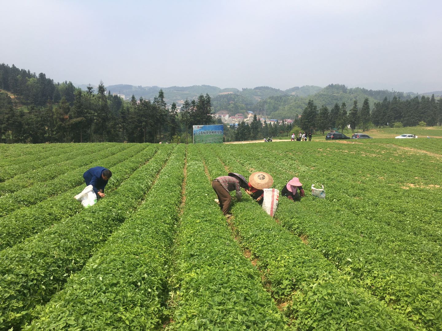 Chinese herbs planting