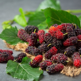 Mulberry Leaf: A Cooling Herb for Inflammation Relief