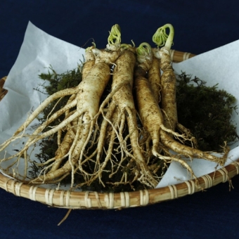 Ginseng Extract vs. Whole Root: Which Is More Effective?